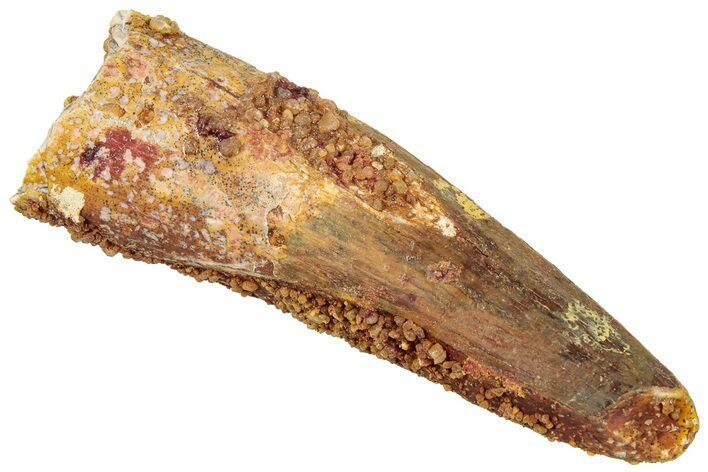 Fossil Spinosaurus Tooth - Real Dinosaur Tooth #322293